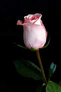 Image result for Single Pink Rose Flower