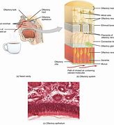 Image result for Epithelial Cells Sensory Photos