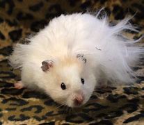 Image result for Angora Hamster