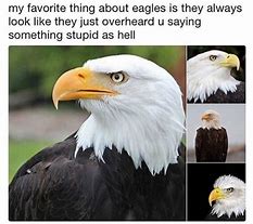 Image result for Boiled Eagle Meme