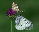 Image result for Butterfly Background Images HD