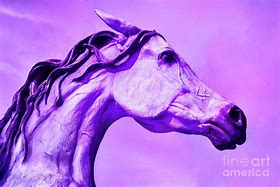 Image result for Andalusian Horse
