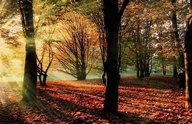 Image result for Early Autumn