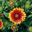 Image result for Gaillardia Arizona Sun