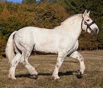 Image result for Common Horse Breeds