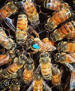 Image result for What a Queen Bee