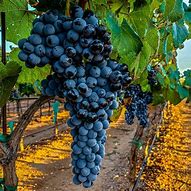 Image result for Types of Wine Grapes