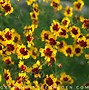 Image result for Arizona Flowering Shrubs