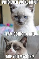 Image result for Cat Alarm Meme