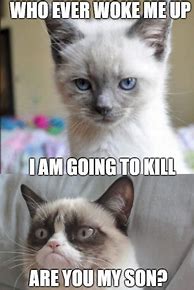 Image result for Grumpy Cat Yes