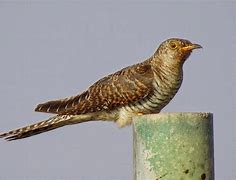 Image result for cuckoo