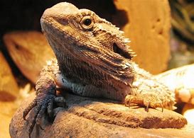 Image result for Giant Lizard Plush Toy