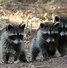 Image result for racoon