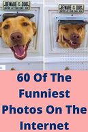 Image result for Funny Pictures to SAV
