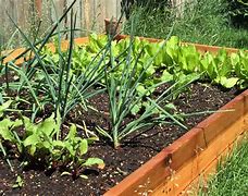 Image result for my garden