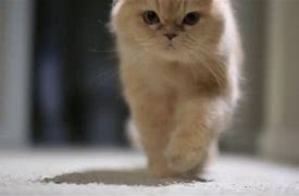Image result for Slow-Motion Cat