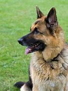 Image result for German Shepherd Pics