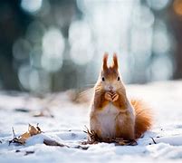 Image result for Winter Animal Scenes