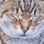 Image result for White Cat Face Side View