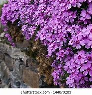 Image result for Switzerland Nature Beauty