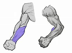 Image result for Female Arm Muscles Shades