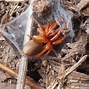 Image result for Brown Spider with Red Back