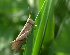 Image result for Cricket Insect Wallpaper