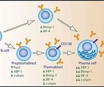 Image result for Plasma B Cells