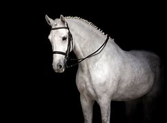 Image result for Dressage Horse Black and White