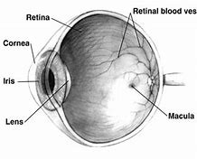 Image result for Human Eye Retina