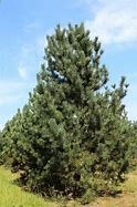 Image result for Pinus uncinata San Sebastian 26