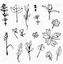 Image result for Wild Flower Sketches