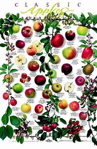 Image result for Apple's Varieties Poster