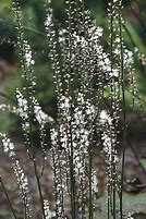 Image result for Cimicifuga japonica Silver Dance