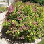 Image result for Spiraea nipponica Snowmound