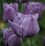 Image result for Tulipa Bleu Aimable