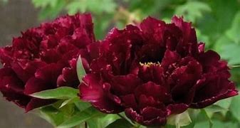 Image result for Paeonia lactiflora Black Beauty