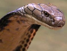 Image result for cobra 