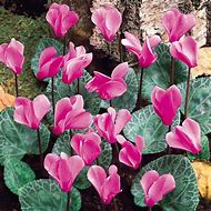 Image result for Cyclamen hederifolium