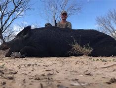 Image result for Hog Hunting South Texas