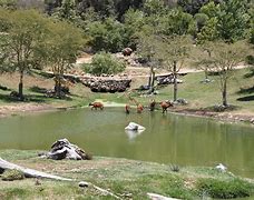 Image result for San Diego Safari Park