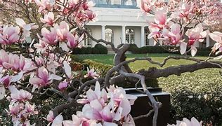 Image result for White House Magnolia Tree