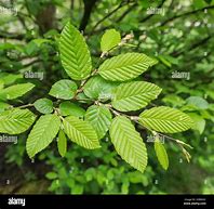 Image result for Hornbeam Tree Leaf