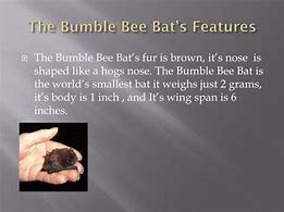 Image result for Bumblebee Bat Food