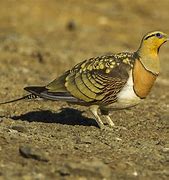 Image result for Pterocles Pteroclididae