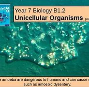 Image result for Largest Unicellular Organism