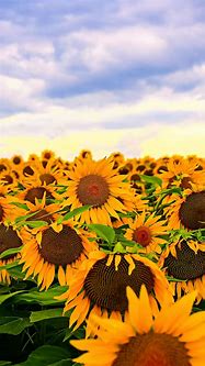 Image result for Bing Sunflower Screensavers