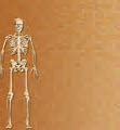 Image result for Full Human Skeleton