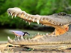 Image result for Plover Cleaning Crocodile Teeth