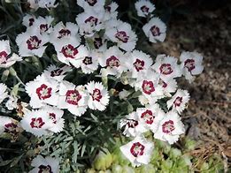 Image result for Dianthus Starry Eyes